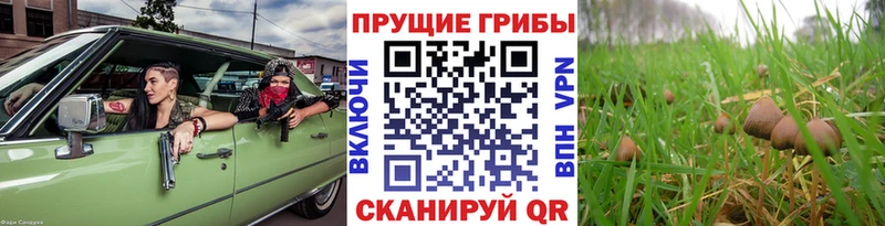 как найти   Лодейное Поле  Псилоцибиновые грибы мицелий 